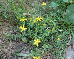 Hypericum orientale