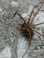 Opilio