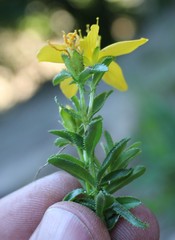Hypericum orientale