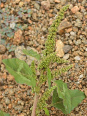 Amaranthus deflexus