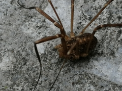 Opilio