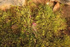 Indigofera intermedia