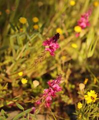 Indigofera intermedia