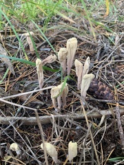 Clavariadelphus ligula