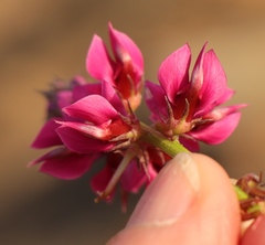 Indigofera intermedia