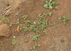 Amaranthus deflexus