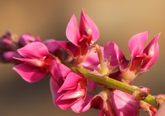 Indigofera intermedia