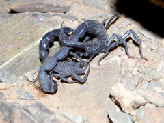 Androctonus sergenti