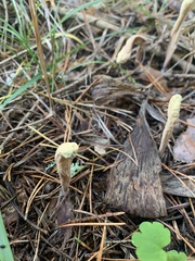 Clavariadelphus ligula