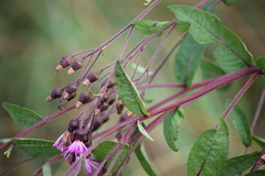 Vernonia missurica
