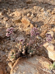 Crassula sericea