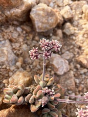 Crassula sericea