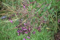 Vernonia missurica
