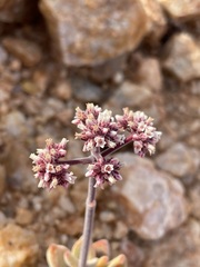 Crassula sericea