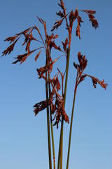 Thamnochortus fraternus