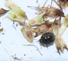 Corimelaena lateralis