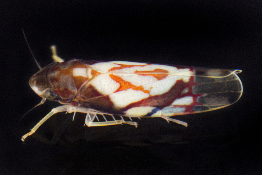 Erythroneura cancellata