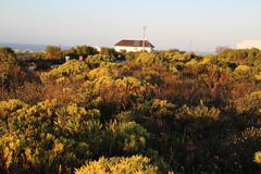 Thamnochortus fraternus