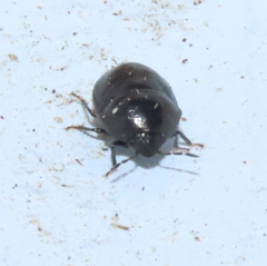 Corimelaena lateralis