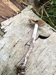 Cortinarius depressus