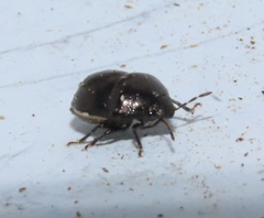 Corimelaena lateralis