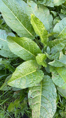 Rumex obtusifolius