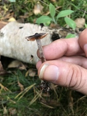 Cortinarius depressus