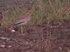 Burhinus senegalensis