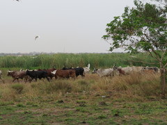 Bubulcus ibis