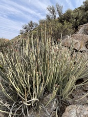Euphorbia dregeana