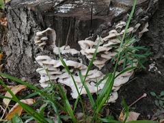 Bjerkandera adusta