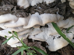 Bjerkandera adusta