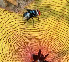 Chrysomya marginalis