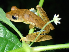 Boana calcarata