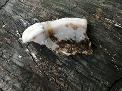 Bjerkandera adusta