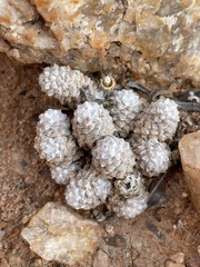 Anacampseros filamentosa
