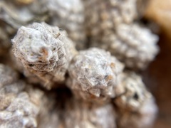 Anacampseros filamentosa