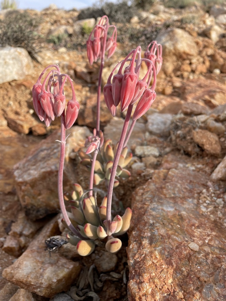 Cotyledon flanaganii, Namakwa, ZA-NC, ZA