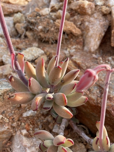 Cotyledon orbiculata