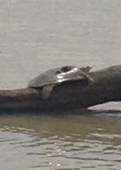 Apalone spinifera emoryi