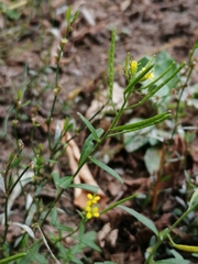 Erysimum cheiranthoides