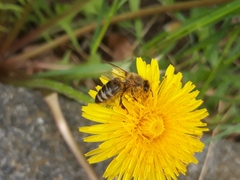 Apis mellifera