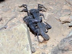 Androctonus sergenti