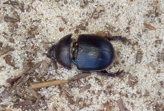 Sericotrupes niger