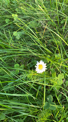 Bellis perennis
