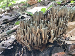 Phaeoclavulina cyanocephala