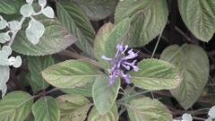 Plectranthus ecklonii