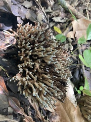 Phaeoclavulina cyanocephala