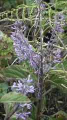 Plectranthus ecklonii