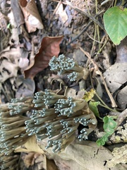 Phaeoclavulina cyanocephala